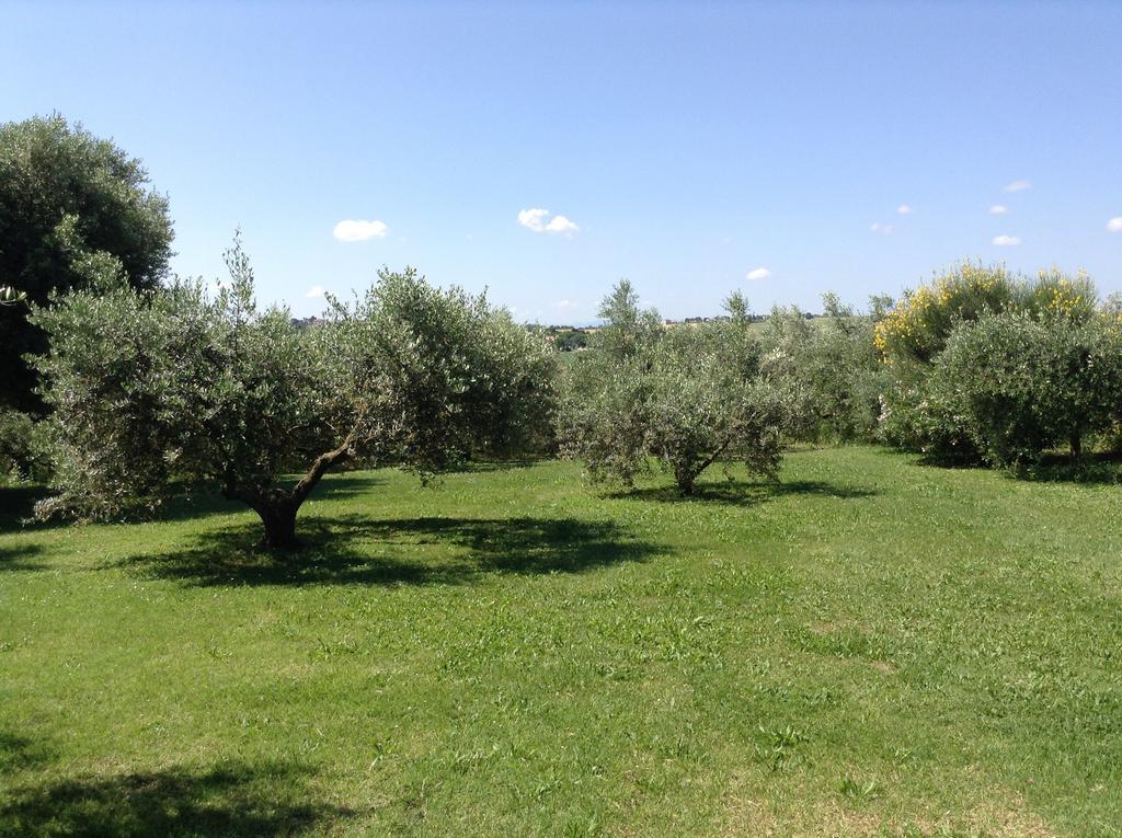 Trecentolivi B&B Montignano Luaran gambar