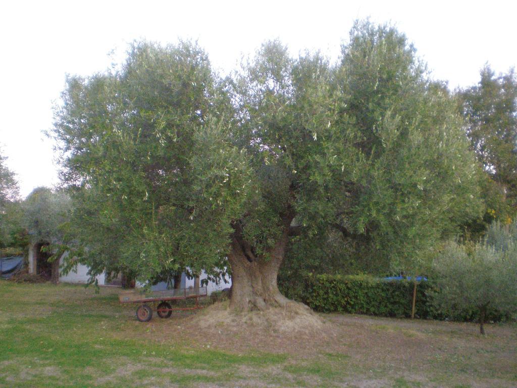 Trecentolivi B&B Montignano Luaran gambar